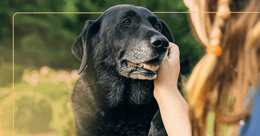 woman experiencing persistent worry with her pet