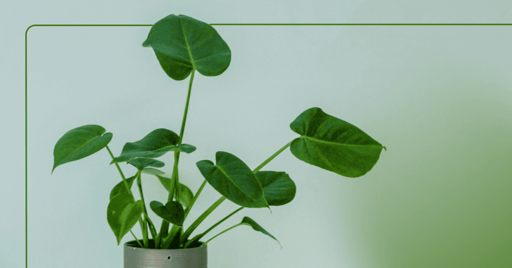 Image shows an indoor green potted plant off-center against a light blue background. The background color fades to green to the bottom righthand corner.