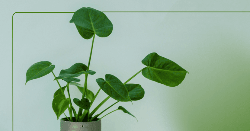 Image shows an indoor green potted plant off-center against a light blue background. The background color fades to green to the bottom righthand corner.