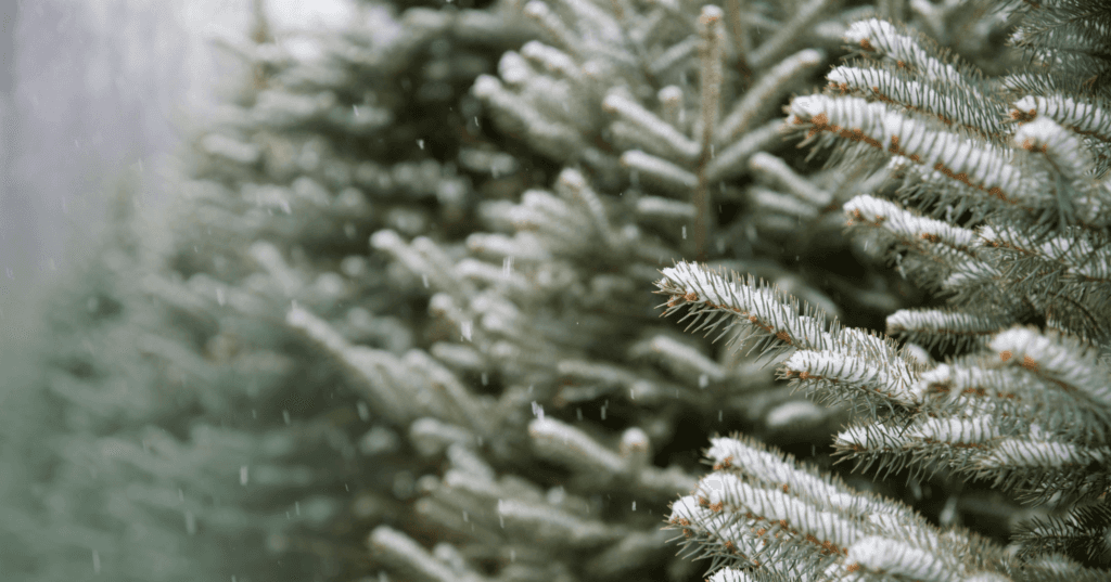Image shows pine needles from trees covered in snow. The trees get blurry and out of focus to the left of the screen. Small snowflakes are falling in the winter scene.