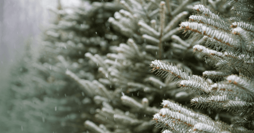 Image shows pine needles from trees covered in snow. The trees get blurry and out of focus to the left of the screen. Small snowflakes are falling in the winter scene.